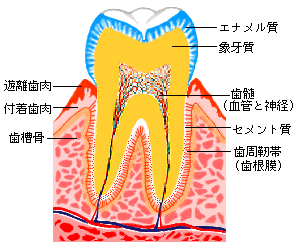歯周断面図
